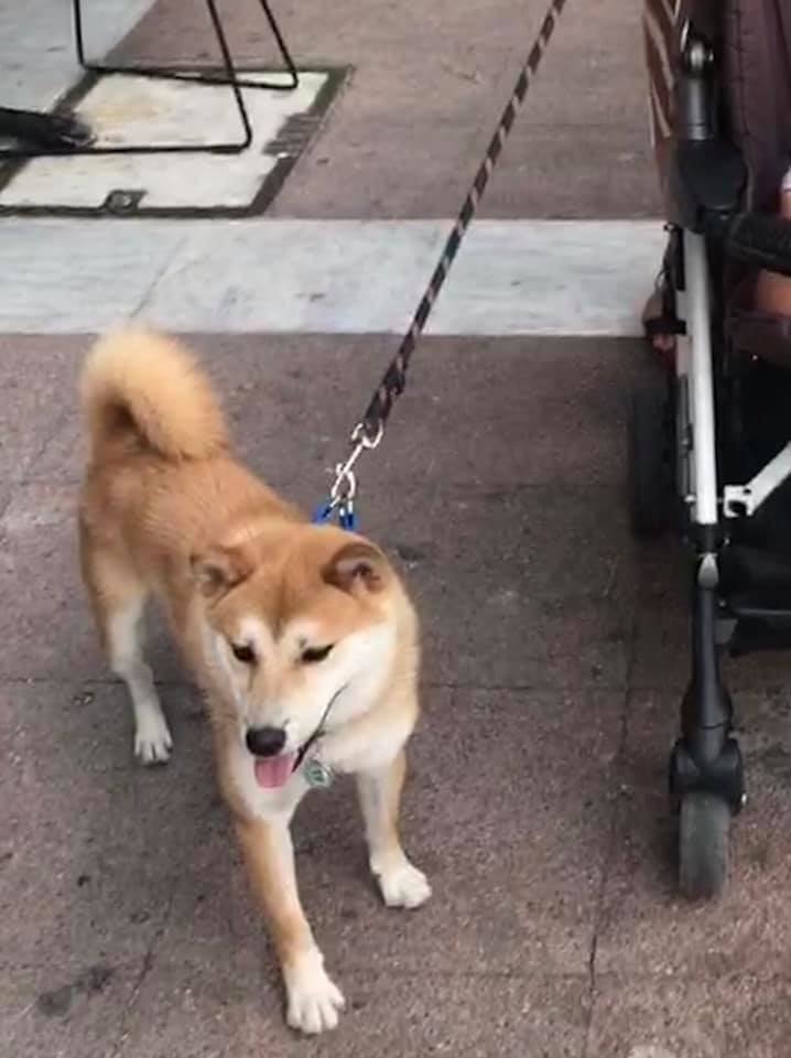 dog1
