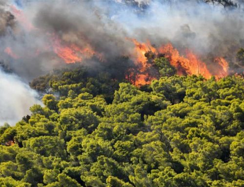 Πυρκαγιά σε δασική έκταση στην Τρίπολη. Video από την κατάσβεση των εναέριων μέσων