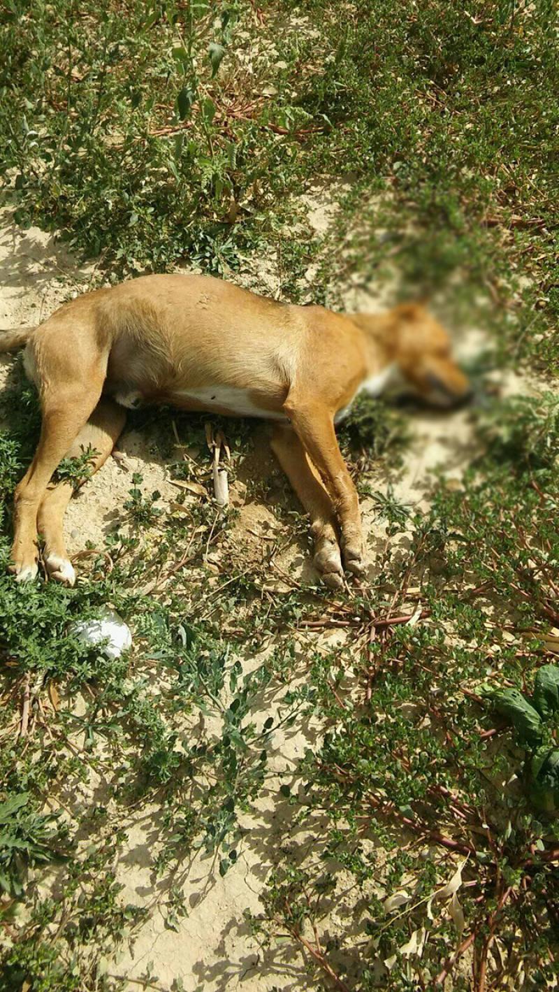 Καταγγελία για φόλες στην Περαχώρα Κορινθίας