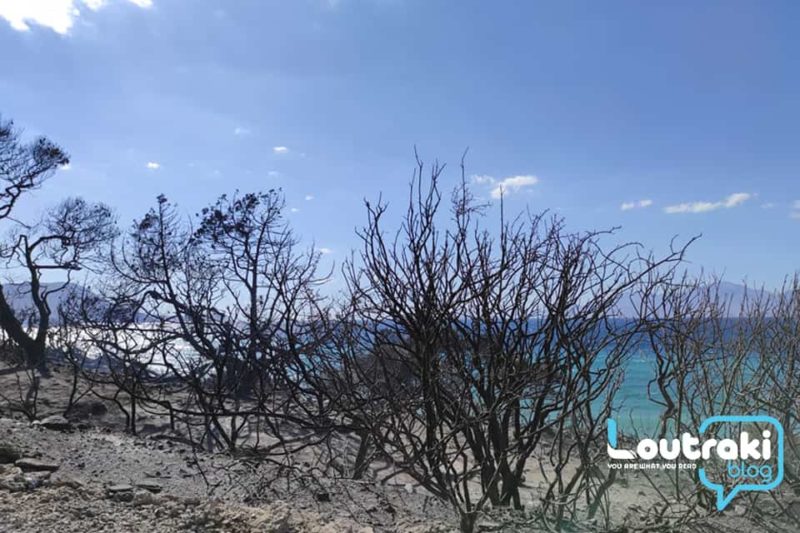 Καμμένο τοπίο στον Σχίνο Κορινθίας (εικόνες) » loutrakiblog