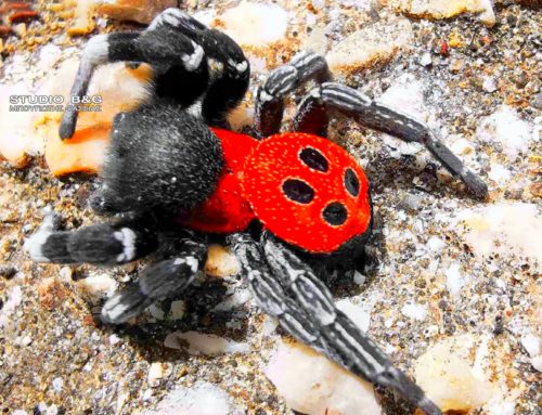 Σπάνιο είδος αράχνης εμφανίστηκε στο Ναύπλιο (φωτο)
