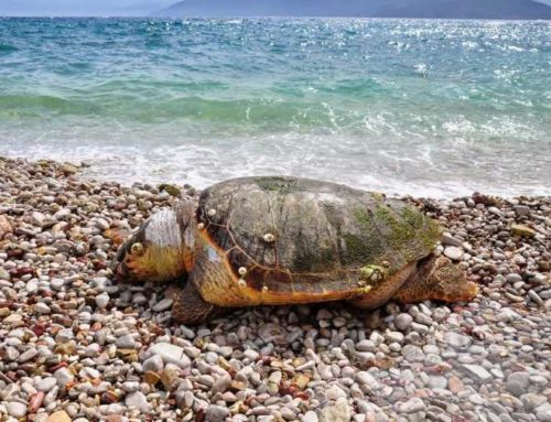 Νεκρή χελώνα καρέττα-καρέττα στο Λουτράκι (video)