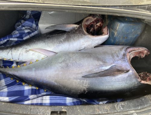 Αλίευσαν παράνομα τόνο με επαγγελματικό αλιευτικό σκάφος στον Κόλπο των Αλκυονίων