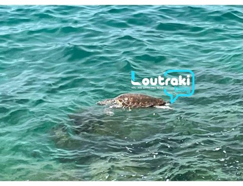 Θαλάσσια χελώνα κολυμπά στο Λουτράκι!