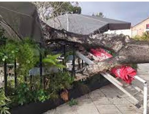 Δέντρο έπεσε πάνω σε τραπεζοκαθίσματα στο Ναύπλιο
