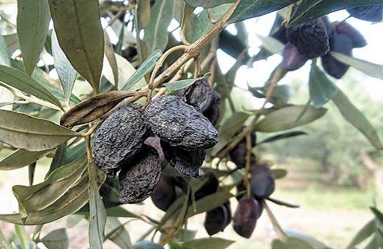 gloiosporio.elia_-2