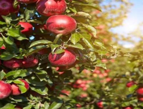 Θα συμπεριληφθούν στις ενισχύσεις και οι παραγωγοί μήλου στην Κορινθία