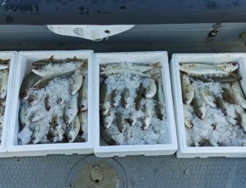 Λιμεναρχείο Κορίνθου:  Έλεγχοι για την καταπολέμηση της παράνομης αλιευτικής δραστηριότητας