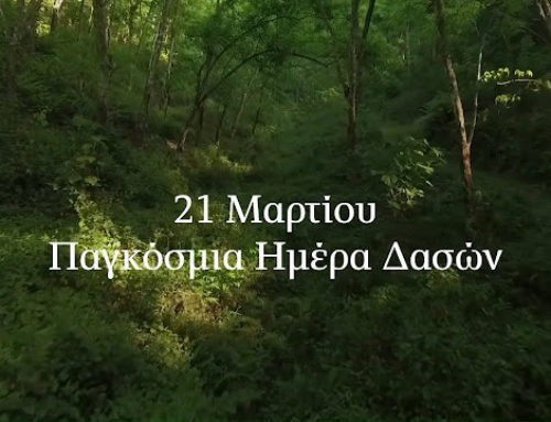 21η Μαρτίου: Διεθνής Ημέρα Δασών και Παγκόσμια Ημέρα Δασοπονίας