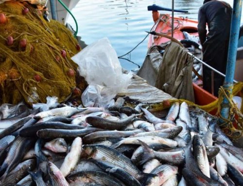 Αλλάζουν τα πάντα για την υπεραλίευση με τελεσίγραφο Ευρώπης