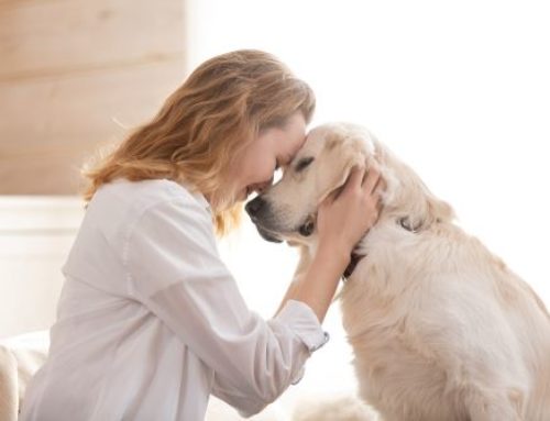 Παγκόσμια ημέρα Σκύλων: Η 26η Αυγούστου είναι αφιερωμένη στον πιο πιστό φίλο του ανθρώπου