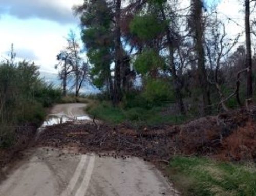 Bettina: Πτώση δέντρου λόγω των πολύ ισχυρών ανέμων στπ Σχίνο Λουτρακίου σημειώθηκε χθες