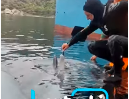 Λουτράκι: Δύτης ταΐζει μικρό δελφίνι στο στόμα (ΒΙΝΤΕΟ)