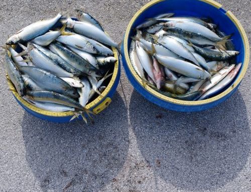 Παράνομη αλιευτική δραατηριότητα εντοπίστηκε στο θαλάσσιο χώρο του Σαρωνικού Κόλπου