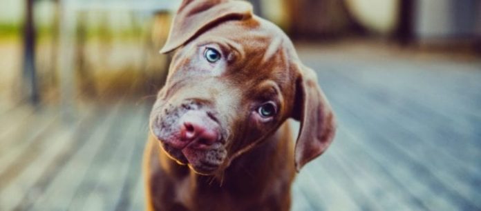 αδέσποτα ζώα