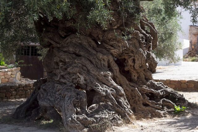 δέντρο