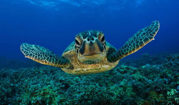 caretta caretta