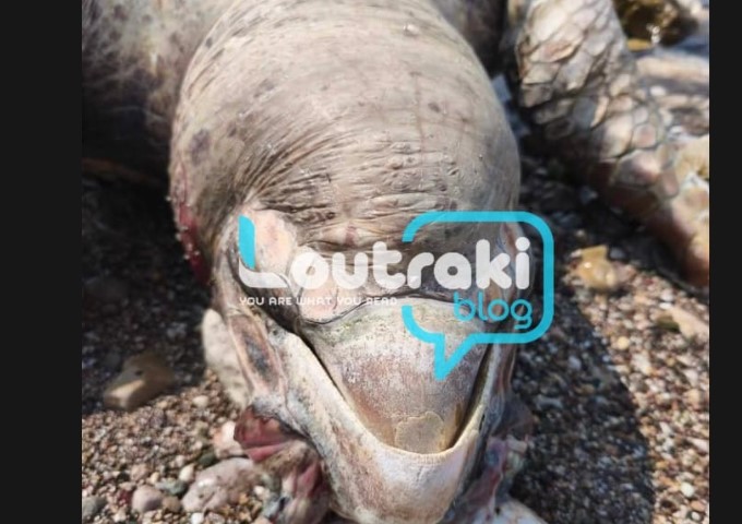 ΛΟΥΤΡΑΚΙ: Νεκρή θαλάσσια χελώνα στο Φλάμπουρο(ΦΩΤΟ)