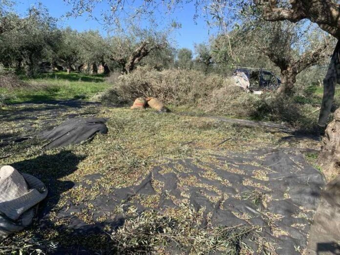 sygkomidi elion συγκομιδή ελιών
