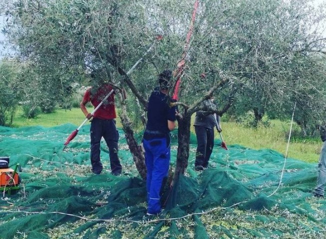 ΛΟΥΤΡΑΚΙ-ΚΟΡΙΝΘΟΣ: Ζητούνται εργάτες γης για συλλογή ελαιοκάρπου