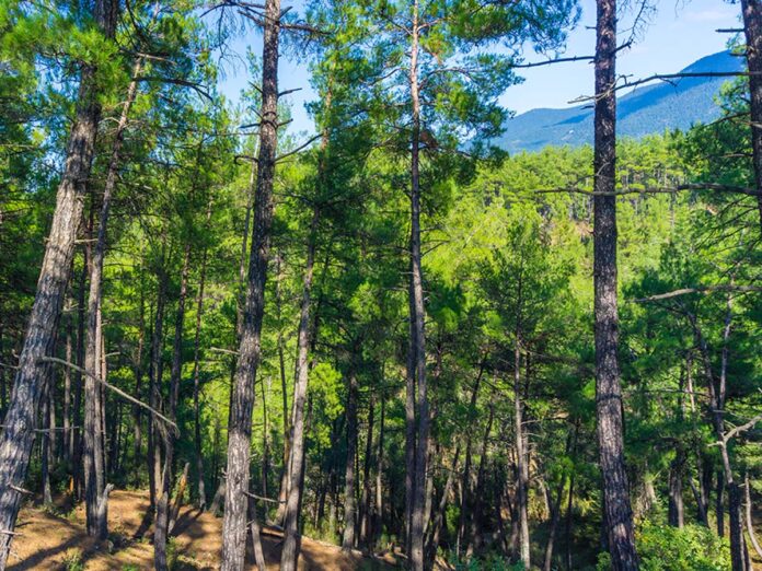 politiki-prostasia-dasos-peloponnisos-perioxes-natura-perivallon-dentra