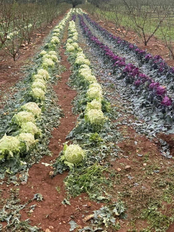 Ο Δήμος Κορινθίων ζητά να κηρυχθεί σε κατάσταση έκτακτης ανάγκης η Δημοτική Ενότητα Τενέας