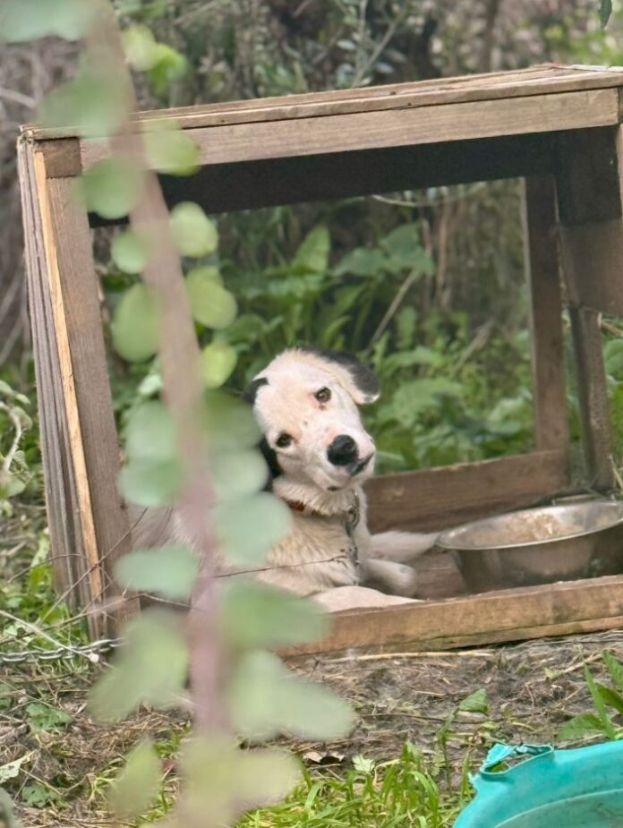 Εικόνες φρίκης από το Δημοτικό Καταφύγιο του Δήμου Ανδρίτσαινας Κρεστένων(ΦΩΤΟ)